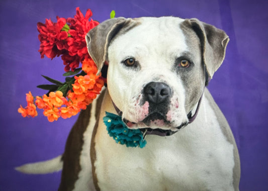 A beautiful white pit Bull dog with grey spots and a flowers collar